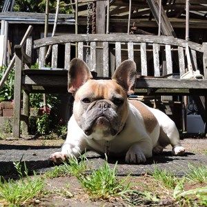 Meet your Posher, Roy